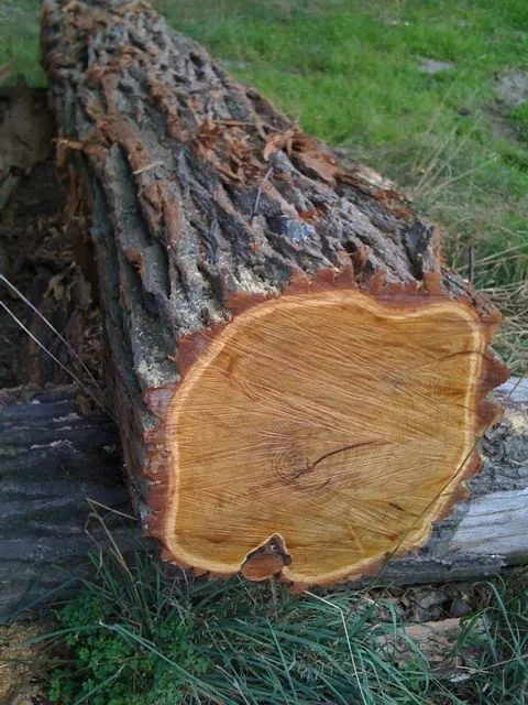 Grume longueur entière